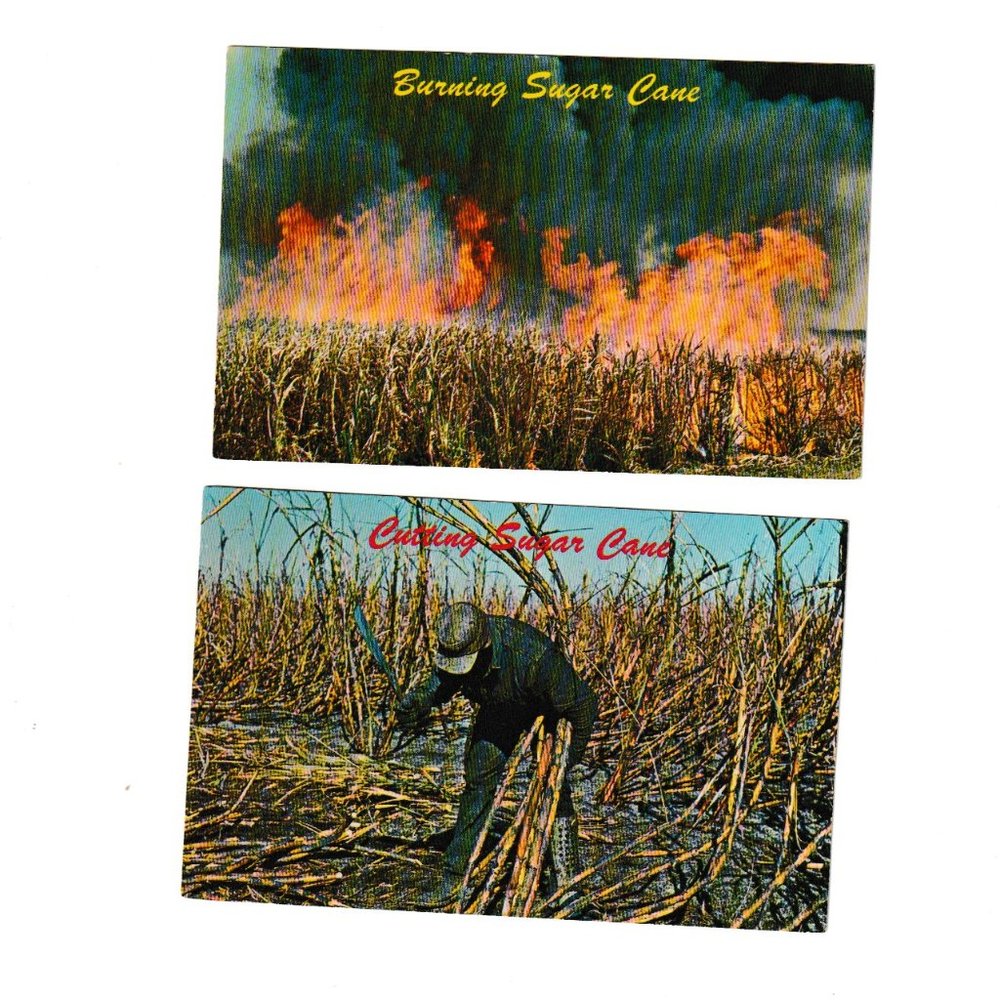Set of Two Vintage Post Cards Moorehaven and Okeechobee Florida Sugar Cane Field